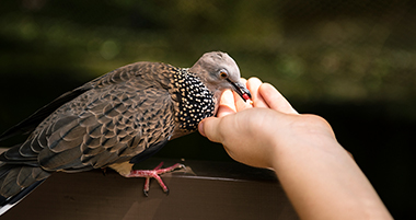 Understanding and Preventing Common Health Issues in Pet Birds